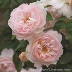  роза [jentoru - - мой o колено Gentle Hermione (Ausrumba)] осень рассада ( большой рассада ) возврат .. розовый серия крыло lishu rose роза рассада роза (2508e)