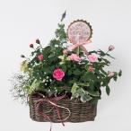 母の日 2026 ギフト お花の寄せ植え ミニバラ ラベンダー ピンク 送料無料 メッセージカード付 [ナチュラルガーデン]P-1