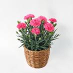 母の日 2026 ギフト カーネーション 5号 ピンク 鉢植え 送料無料 メッセージカード付 [カーネーション ピンク]P-5