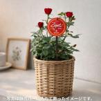 母の日 2026 ギフト インドアローズ [ゼプティ] 赤 鉢植え 送料無料 メッセージカード付 R-2