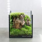 観葉植物 おしゃれ 室内 育てやすい プレゼント コケリウム四角 テラリウム 苔テラリウム インテリアグリーン HTG