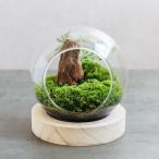 観葉植物 おしゃれ 室内 育てやすい プレゼント コケリウムD アニマルが選べるテラリウム 多肉植物 コケリウム サボテン 瓶 送料無料 HTG