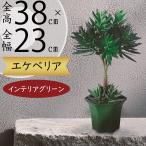 エケベリア 多肉植物 インテリアグリーン 観葉植物 おしゃれ 人気 フェイクグリーン 造花 人工観葉植物 人工樹木 オブジェ ギフト 雑貨 お洒落 トピアリー 38cm