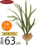 コウモリランビカクシダおしゃれ人気...