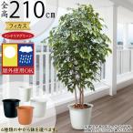 大型210cmリアルフェイクグリーンの注目ポイントを解説