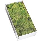  консервированный цветок мох Moss модный декоративное растение популярный Islay ndo Moss springs зеленый натуральный материалы природа материалы материалы для цветочной композиции смешанные товары ground покрытие пена ..500g