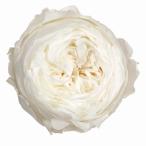 プリザーブドフラワー 薔薇 バラ ばら ローズ てまり 白 8輪セット 2.5〜4cm