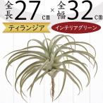 チランジア エアプランツ ティランジア 観葉植物 おしゃれ インテリアグリーン 27cm 2本セット