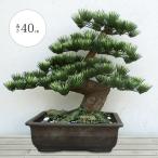 人工観葉植物・全高40cm・松の盆栽・寿松・8号（盆栽/ぼんさい）（人工樹木/造花/フェイクグリーン/インテリア）（和風演出/式典/祭典/祝賀会/イベント/装飾）