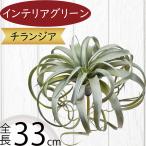 ティランジア チランジア エアプランツ おしゃれ 人気 リアル フェイクグリーン インテリアグリーン 観葉植物 造花 人工観葉植物 オブジェ エアープランツ 33cm