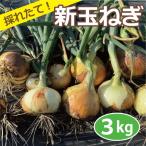  пестициды * химия удобрение * убийца сорняков не использование шар лук порей (3kg) размер смешивание .. длина прямая поставка высшее . сырой ... новый лук новый лук репчатый лук репчатый шар лук-батун шар лук порей Osaka производство [ здоровье поддержка сельское хозяйство .]