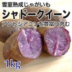 じゃがいも シャドークイーン 1kg 訳あり 熟成 北海道産 紫色