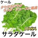 ケール サラダケール 生葉 10枚入 約100〜150g 宮城県産