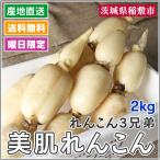 れんこん 美肌れんこん 2kg箱 茨城県霞ケ浦 れんこん3兄弟 産地直送 送料無料 贈答 ギフト
