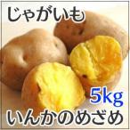 じゃがいも インカのめざめ 5kg 北海道産 サイズ混