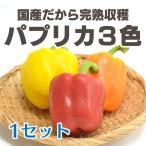 パプリカ 3色(2色)群馬県沼田産 完熟