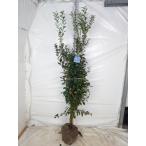 大株 ブルーベリー ミスティ サザンハイブッシュ系 1.2m/根巻き苗