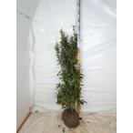 大株 ブルーベリー ピンクレモネード ハイブリッド系 1m/根巻き苗