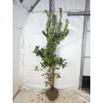 大株 ブルーベリー シャープブルー サザンハイブッシュ系 1.2m 根巻き