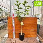 八朔70cm/18cmポット