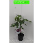 イチジク　ロンドボーデックス　15cmポット苗