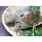 [8/1.. repeated . expectation ]. Okinawa pine softshell turtle (1kg rom and rear (before and after) ) softshell turtle saucepan for 