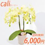  мир Ran выставка большое количество выигрыш! машина Lee 2 шт . оттенок желтого . бабочка орхидея 