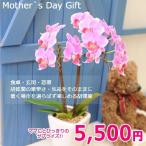 母の日ギフト 明日贈れる テーブル胡蝶蘭