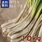  Okinawa остров rakkyou земля имеется .. остров производство грязь имеется 10kg