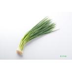 * лук порей ...~ отправка упаковка для дополнение товар [ маленький лук порей ]