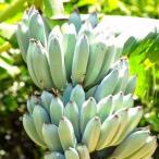  Ishigakijima производство [ мороженое banana ]1.