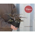  голубой ковровое покрытие 10 шт. комплект хвойное дерево игольчатое дерево растение садовое дерево почвопокровные растения рассада .... Yokohama. . под дерево .. примерно 20cm примерно 15 см pot двор .. в европейком стиле японский стиль 