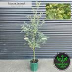 アカシア デアネイ 四季咲 ミモザ オージープランツ シンボルツリー 植木 …