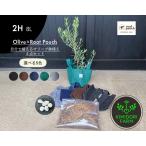 オリーブの木鉢植えオリーブ鉢植えル...