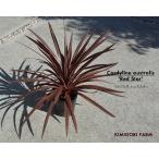 koru Gigli ne Australis красный Star красный гонг примерно 30-40cm Cordyline australis Red Staro-ji- растения двор .. низкий дерево растение в горшке do Leica la- leaf декоративное растение 
