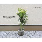 シマトネリコ 約110-120cm 1本 人気 おしゃれ 観葉植物 鉢植え 花 植木 シンボルツリー 目隠し 庭木 ガーデニング エクステリア 園芸 常緑 常緑樹 新築 記念樹