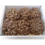  юг Shinshu производство .. симедзи один АО ( примерно 180g и больше ) 6 штук входит 