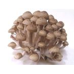  юг Shinshu производство .. симедзи один АО ( примерно 180g и больше ) 8 штук входит 