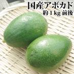 [ сразу самовывоз дата указание не возможно ] Ehime префектура Yoshida блок производство авокадо для бытового использования примерно 1kg передний и задний (до и после) 