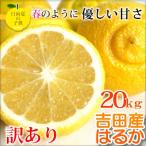 ショッピング訳あり 【2月上旬入荷予定】 愛媛県産 はるか 訳あり２０kg