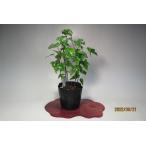  клён трёхраздельный реальный сырой .