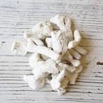 サンゴM 100g 【自由研究 ワークショップ】 [日曜祝日 配送休業]