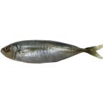 あじ アジ 鯵 実物大の生魚 食品サ