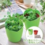 四つ葉のクローバー 栽培セット 栽培キット 室内 四つ葉 種 観葉植物 植物 可愛い 葉っぱだけの植物 卓上 机 置物 お手軽 かわいい おしゃれ インテリア