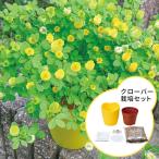 クローバー栽培セット 黄色い花 観葉植物キット 栽培 植物 花 フラワー セット品 黄色い花 グリーン 窓際 お手軽 始められる かわいい インテリア 在宅ワーク