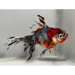 . рисовое поле azma15 номер общая длина примерно 10 см золотая рыбка kingyo золотая рыбка организм ....