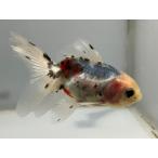  Suzuki серия azma21 номер общая длина примерно 9 см золотая рыбка kingyo золотая рыбка организм ....