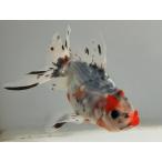  Suzuki серия azma22 номер общая длина примерно 9.5 см золотая рыбка kingyo золотая рыбка организм ....