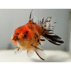  hybrid azma1 номер общая длина примерно 12 см золотая рыбка kingyo золотая рыбка организм ....