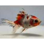 キャリコ4番全長約7センチ金魚ki...